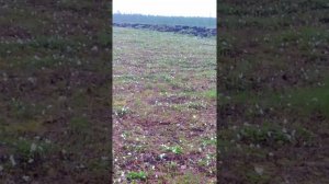Как цветёт морошка.