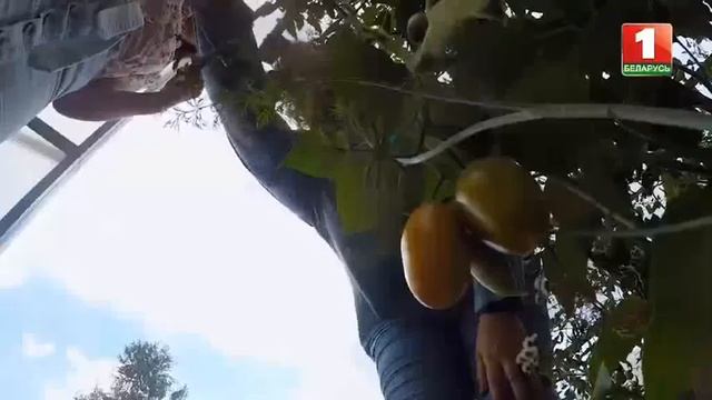 Сложности сезона 2021 . Томаты и жара . смотреть онлайн