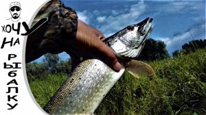 Сколько же щуки тут под корягами. Рыбалка на воблеры. Копия Orbit 130. 24.08.2019