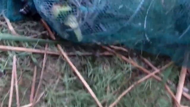 Раки на арбуз. Ловлю раков на арбуз. Раки в раколовки смотреть онлайн