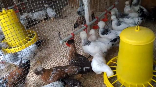 Молодняк Русских хохлаток смотреть онлайн