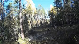 Осенняя охота на боровую дичь часть 1.