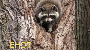 Учим животных Животные мира Животные для детей