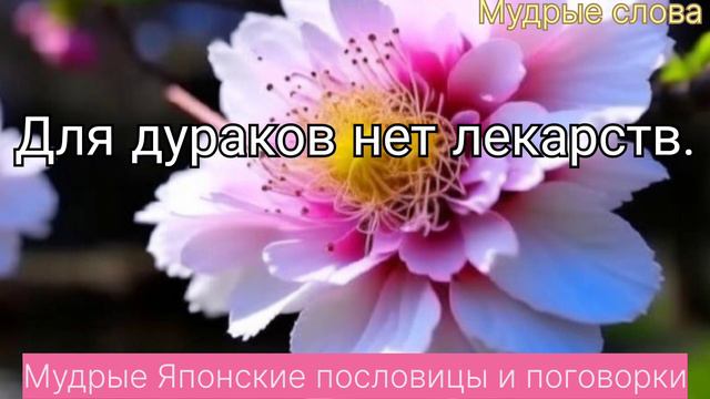 Светлый Путь к Мудрости: Вдохновляющие  Японские пословицы и поговорки для Счастливой Жизни