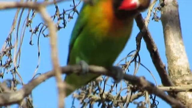 Melopsittacus undulatus смотреть онлайн