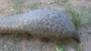 PANGOLIN Zimbabwe #PANGOLIN #Zimbabwe