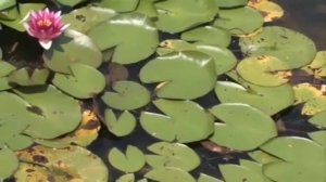 Как звучит деревня летом??? АСМР.?