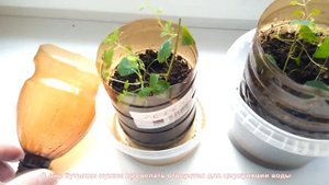 Зеленое черенкование в пластиковых бутылках пэт