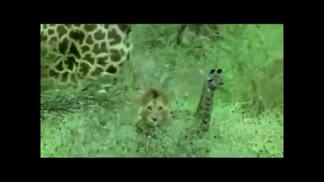 Лев нападает на жирафа