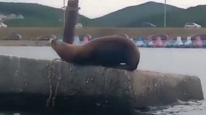 «Белые акулы подошли?»: нежданный гость замечен на пляже в Приморье