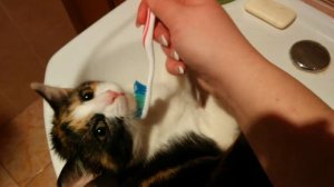 мойка котов