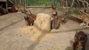 Зайчата покоряют Башню-Кулич!