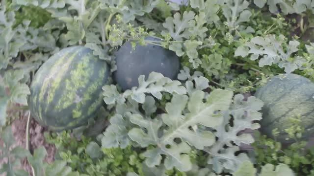 Арбузы в открытом грунте (31.07.20)