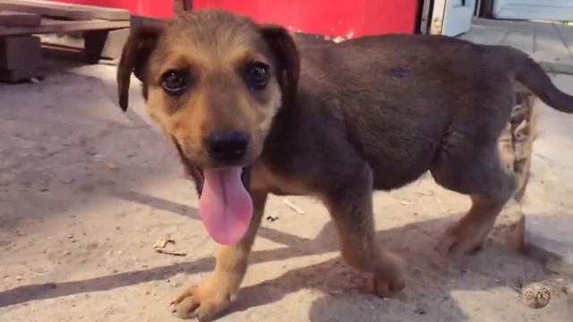 VLOG | САМЫЕ ДОБРЫЕ СОБАКИ | Приют Дружок Липецк смотреть онлайн