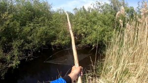 Тонны сазана в нано ручье!!! Нахреначили сазанов в ручье! Рыбалка 2022 на паук с подводной камерой.