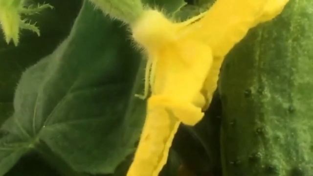 Замачиваю огуречные семена перед посадкой для выращивания здоровой и крепкой рассады смотреть онлайн