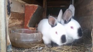 Сенник для кроликов. Кормушка для сена своими руками.