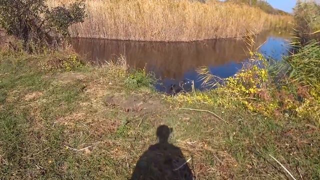 ОХОТА НА ФАЗАНА С ЛЕГАВОЙ В КРАСИВЫХ МЕСТАХ !!! 2021 !!! смотреть онлайн