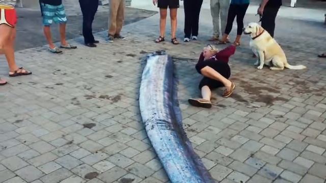 10 САМЫХ АНОМАЛЬНО БОЛЬШИХ ЖИВОТНЫХ смотреть онлайн