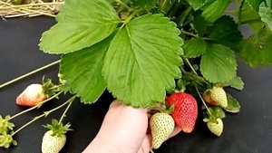 Сорт клубники НСД Капри