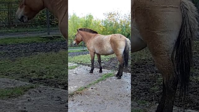 Лошадь пржевальского