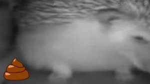 ежик чихнул