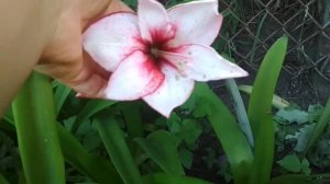 Гиппеаструмы из семян. Цветение сеянца.