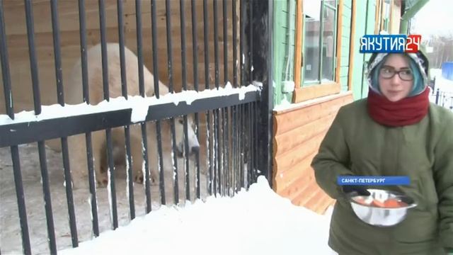 День полярного медведя: как поживает Хаарчаана в Ленинградском зоопарке смотреть онлайн
