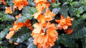 Crossandra infundibuliformis - grow and care