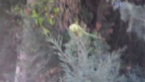 Попугаи на улице