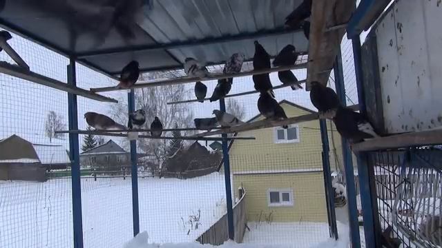 николаевские голуби борьба с ястребом продолжается смотреть онлайн