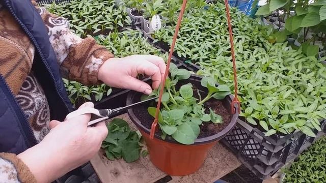 ПОДВЕСНОЕ КАШПО ИЗ ПЕТУНИИ, КАК СФОРМИРОВАТЬ КРАСИВОЕ КАШПО ИЗ ПЕТУНИИ. смотреть онлайн