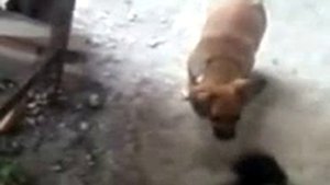 Напилася я пьяна, не дойду я до дома.