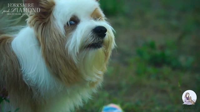 Gideon / Гидеон Diamond Tiger Gold on Pearls Брильянтовый Золотой Тигр на Жемчуге смотреть онлайн