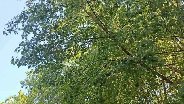 Лунный календарь комнатных растений на июнь 2022. Самые благоприятные дни для пересадки.