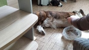 Гигиеническая стрижка шерсти на лапах