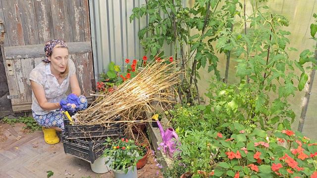 Урожай чеснока. Храню по-разному и использую тоже. Перец  острый по сортам #огород #garden #дача