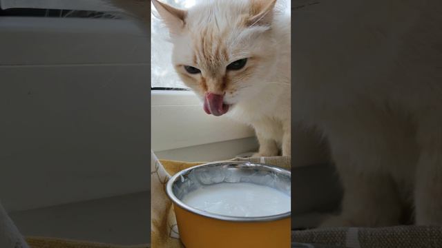 Чавкать не возбраняется