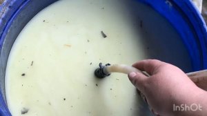 Внесение подкормки клубнике, как подать триходермин