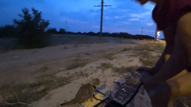 Тюленим на берегу моря с палатками в Крыму Автопутешествие Rest on the seashore with tents in Crime смотреть онлайн