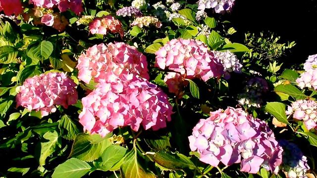 Blumen wohin man schaut смотреть онлайн