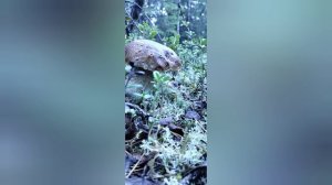 По грибочки 🍄🟫🍄🟫🍄🟫🍄🟫