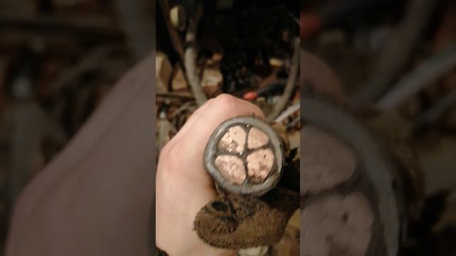 толстый медный кабель #заработок #медь #медный #кабель смотреть онлайн