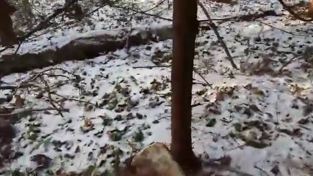 Сувель березовая смотреть онлайн