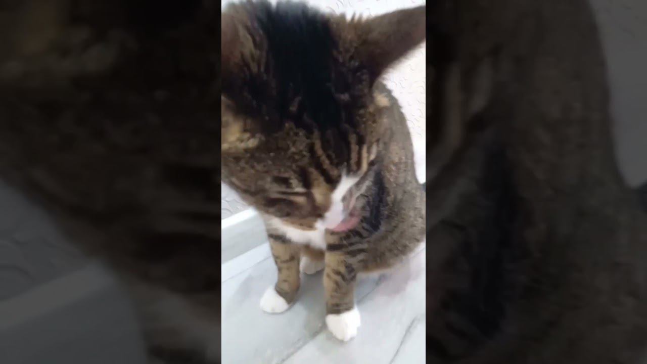 маленькие котики