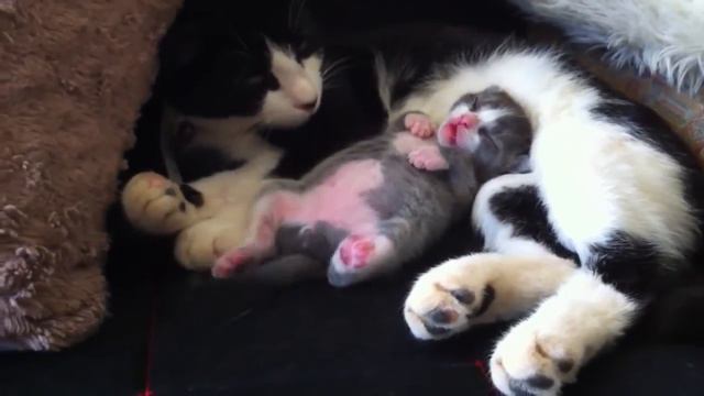 Спящий милый котёнок смотреть онлайн