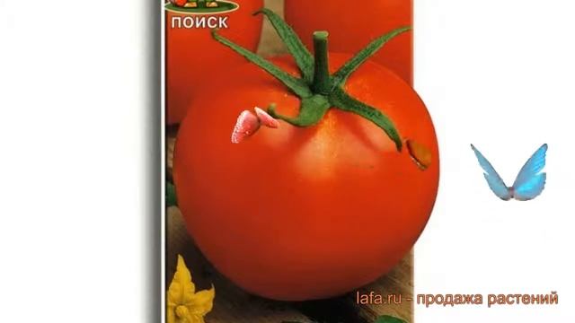 Томат обыкновенный Белый налив 241 ? обзор: как сажать, семена томата Белый налив 241 смотреть онлайн
