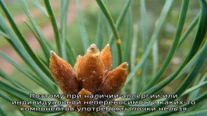 Почки сосны — полезные свойства и противопоказания к применению