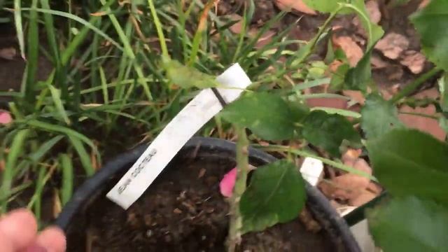 Пройдемте в сад, я покажу Вас розам! С названием сортов. Первая часть смотреть онлайн