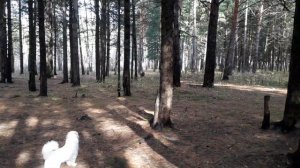Гампр.